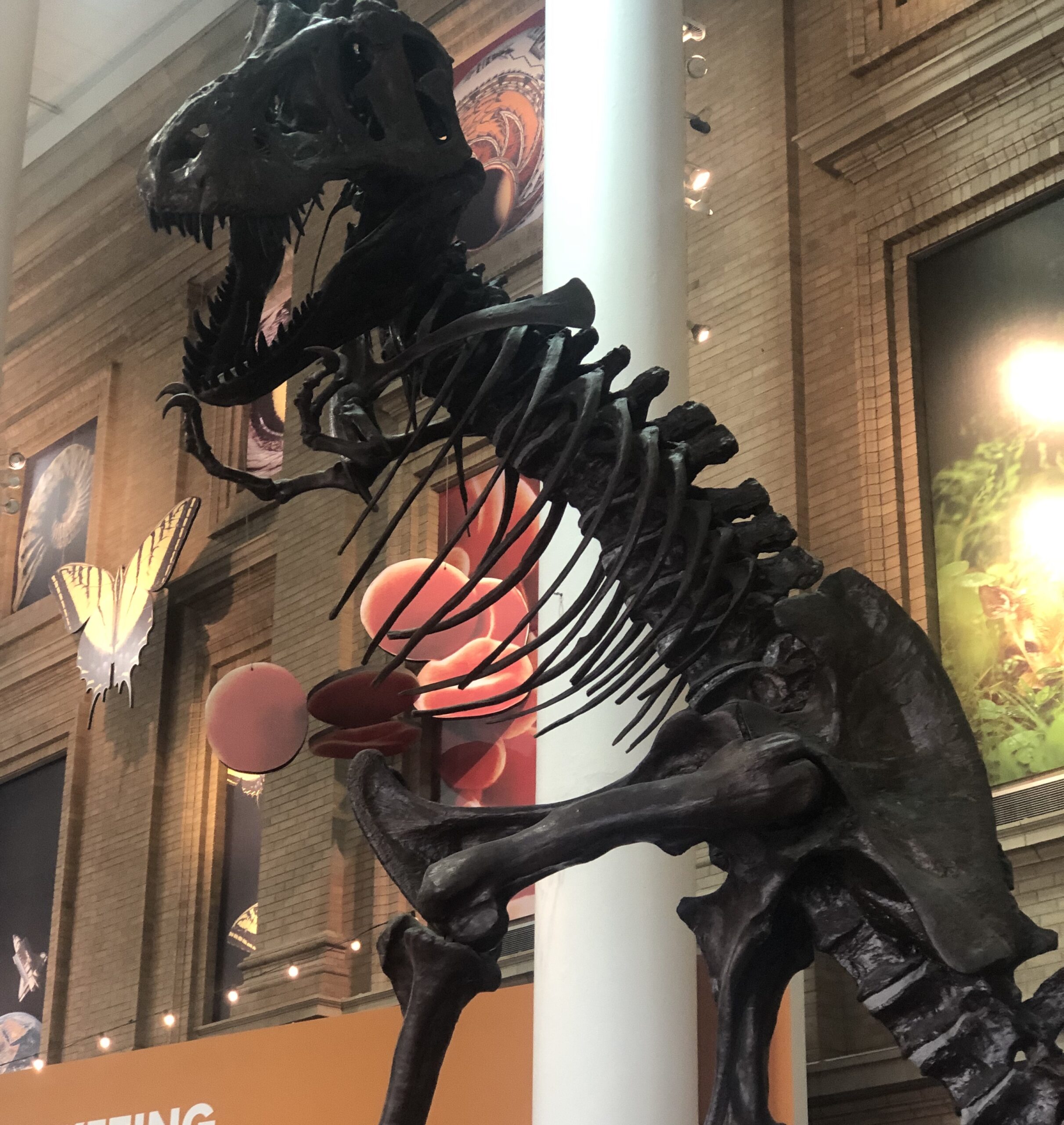 Denver Museum of Nature and Science - Things to do in Denver